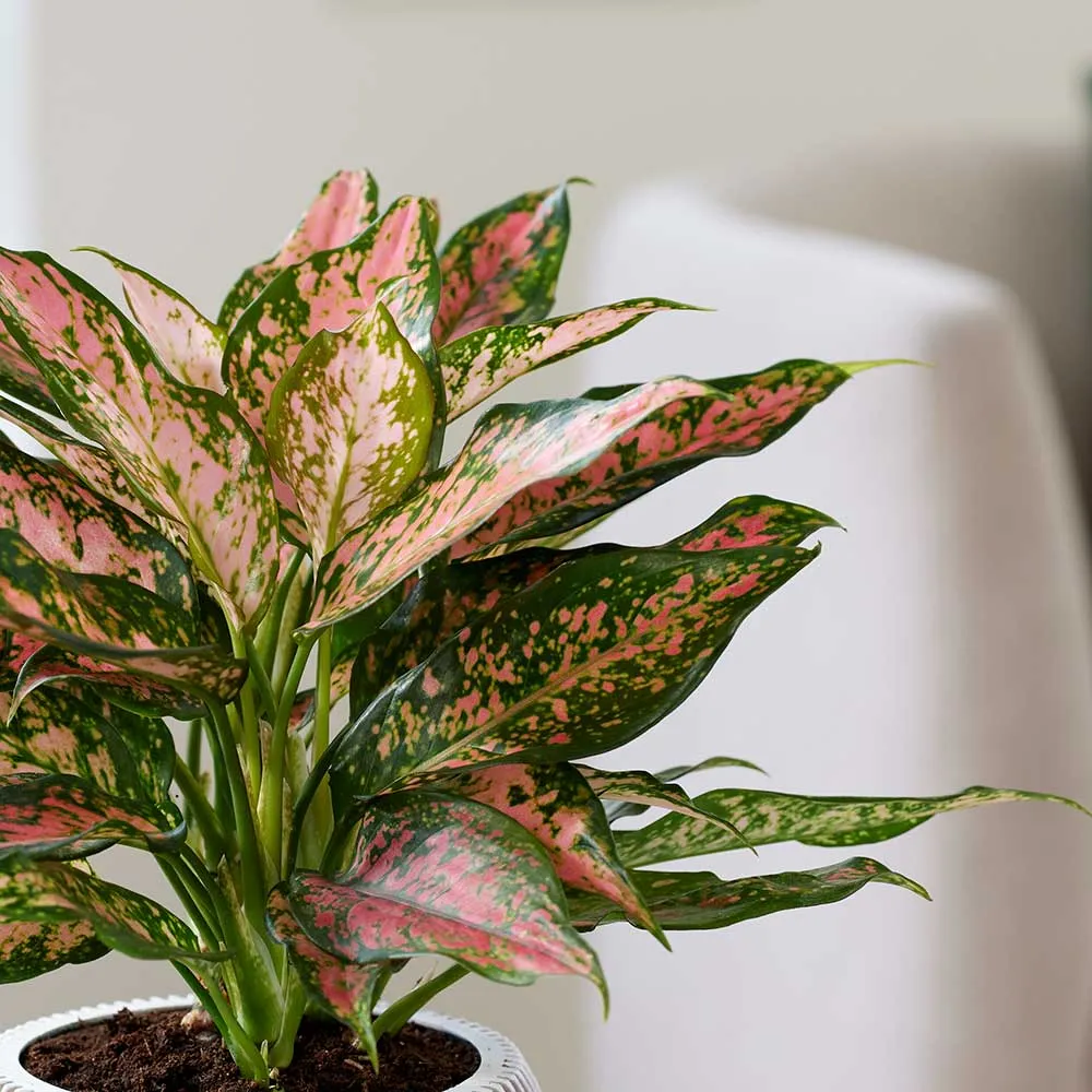 30 - 40cm Aglaonema Pink Leopard Chinese Evergreen 12cm Pot House Plant