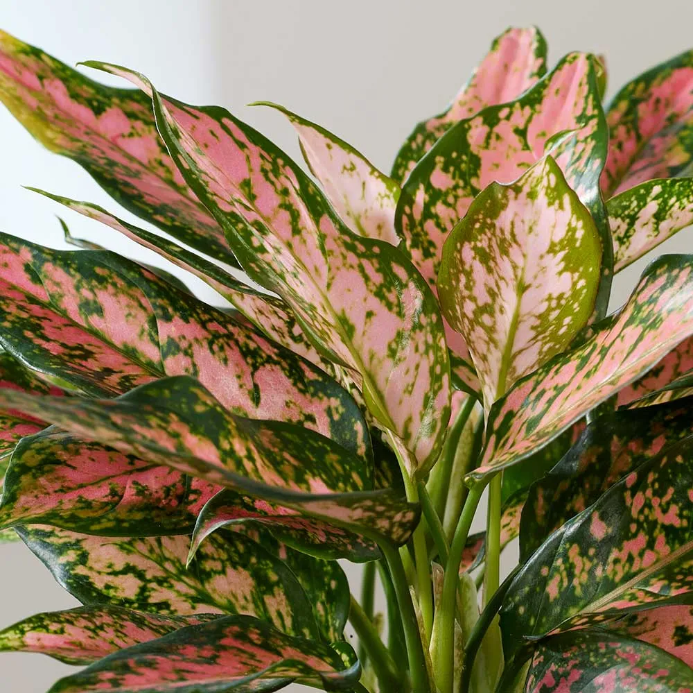 30 - 40cm Aglaonema Pink Leopard Chinese Evergreen 12cm Pot House Plant